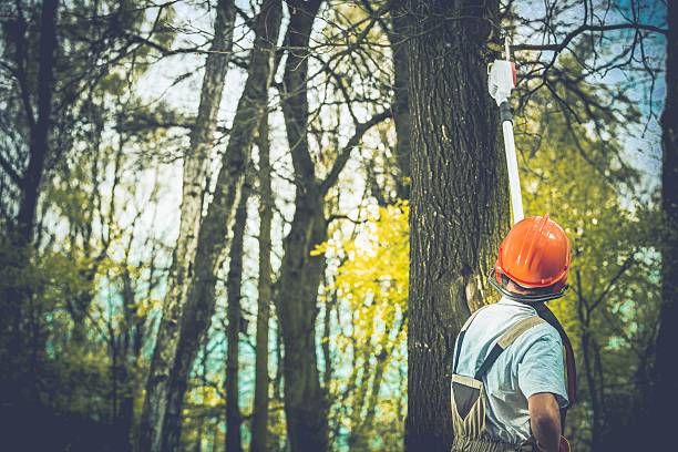 How Our Tree Care Process Works  in  Richwood, WV